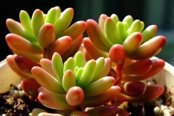 好养活得几款多肉植物,漂亮又好养,简单一样就爆盆