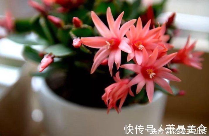 养花高手都具备的“好习惯”，新手如果坚持下来，花会越养越好