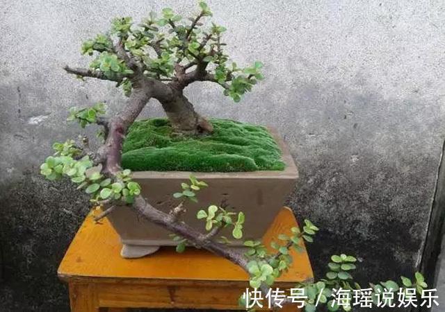 修剪|这花10块钱买一盆，养2年变老桩，叶子密、开花旺，每家都有