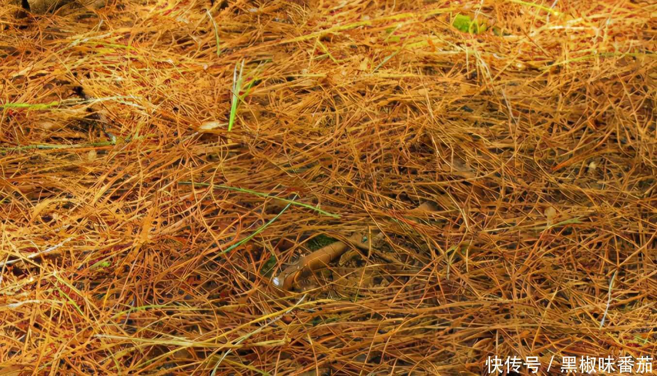 花土|老花匠劝告新人:养花不想出问题就用松针土,用发酵后的它