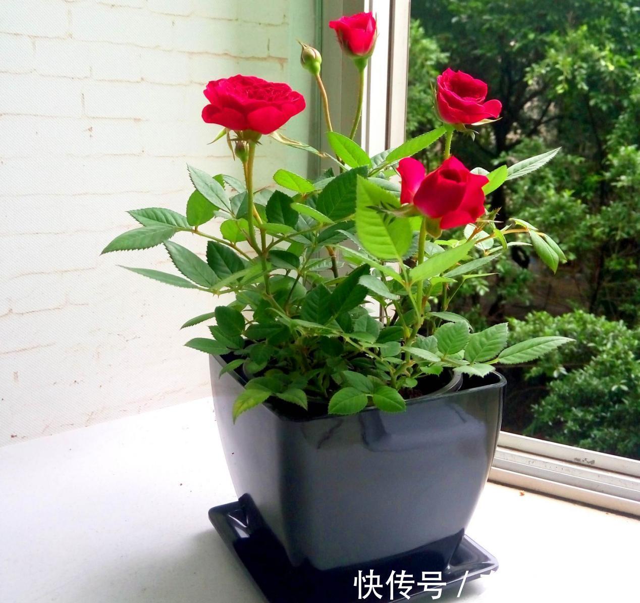 养分|9月降温，养月季希望花叶窜爆盆，万万不能忽略这4点