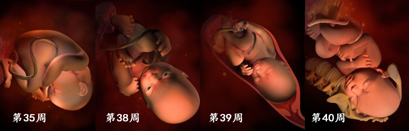 胎儿在子宫的成长过程!看着宝宝一点点长大,心里满是爱