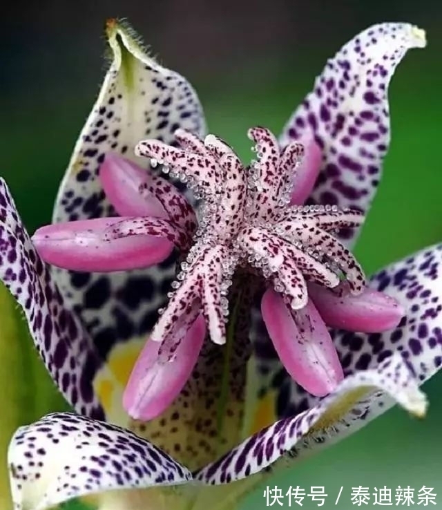 喜欢养花，那就养一盆自然界中最奇特的花：黑点草菊，花朵似蟾蜍