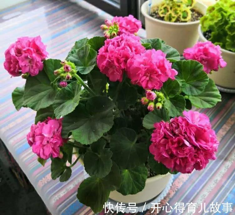 家里有院子,养上四款网红花,花开300天,美观又大气