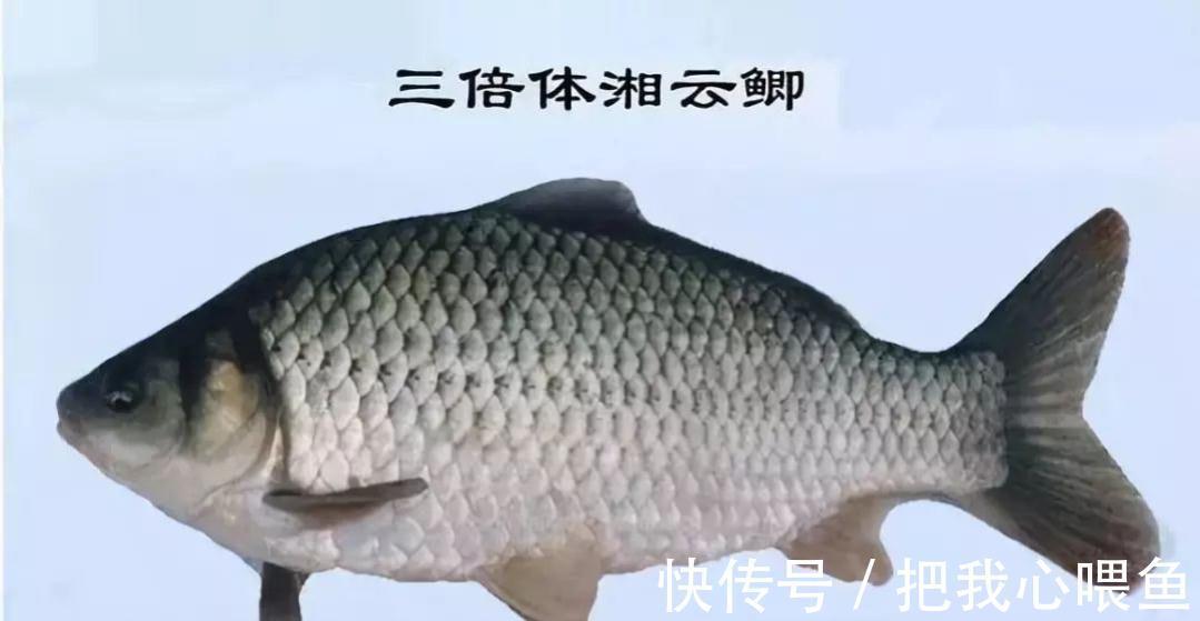 水域|我国一种杂交鱼,常被冒充土鲫鱼,很多钓友也分不清