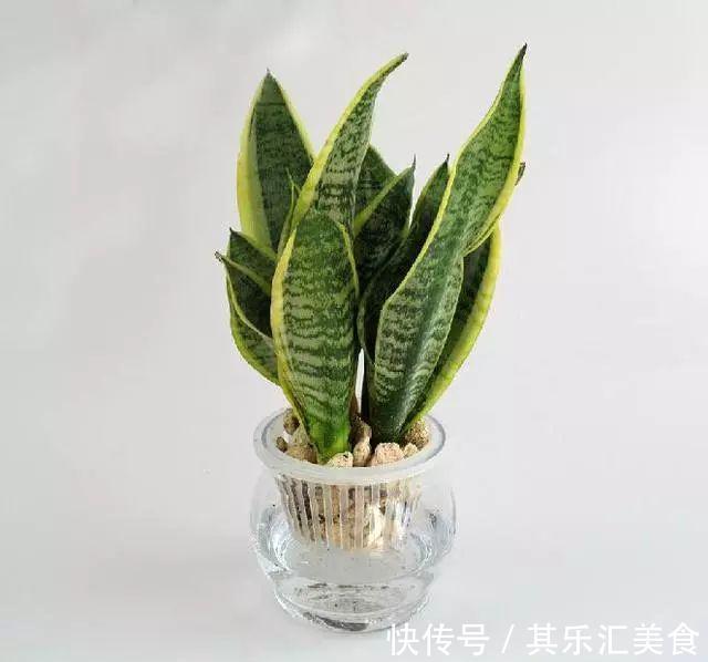 养虎皮兰,记住这一关键点,叶片饱满壮实,一次冒10芽,长爆盆