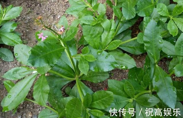 煮饭花|乡间土生土长的人参是一种高级补品，滋补强身，价值连城