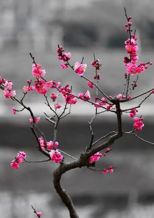 古代的“大户人家”都喜欢养这10种植物，家里养几盆，富贵吉祥旺家宅，你家养了吗