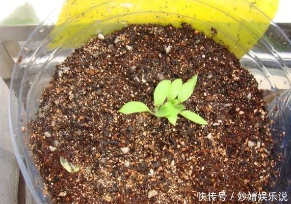 婆婆在阳台种“鸡蛋”,1盆能结“30个”,全家够吃,邻居太羡慕