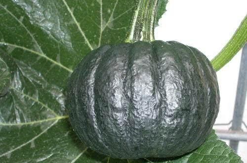 竹笋|糖尿病人不用慌, 这几种天然“降糖药”坚持吃, 平稳血糖更有效