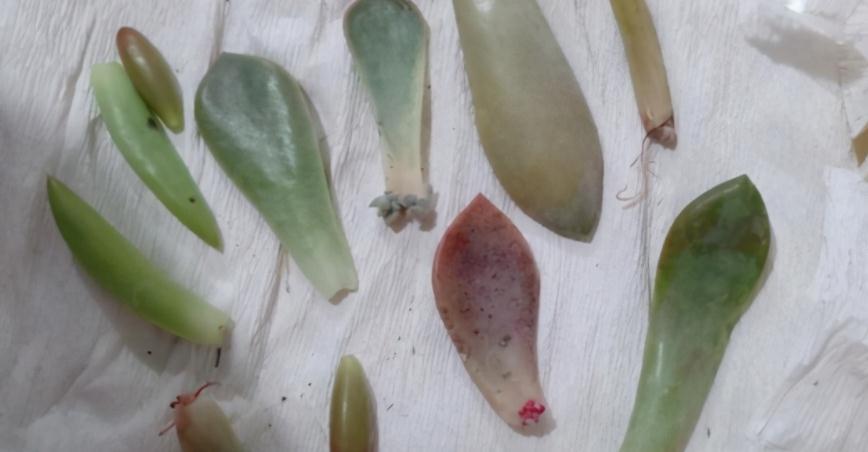 养多肉，用泡沫箱扦插育苗、做拼盘，该注意什么？