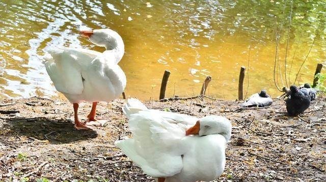 欧阳修戏对打油诗,原来诗人的世界也可以这样任性