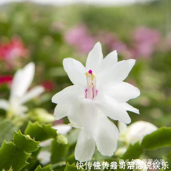 花苞|养盆栽蟹爪兰掌握10点就足够,看完就知道为啥叶子干瘪、不开花