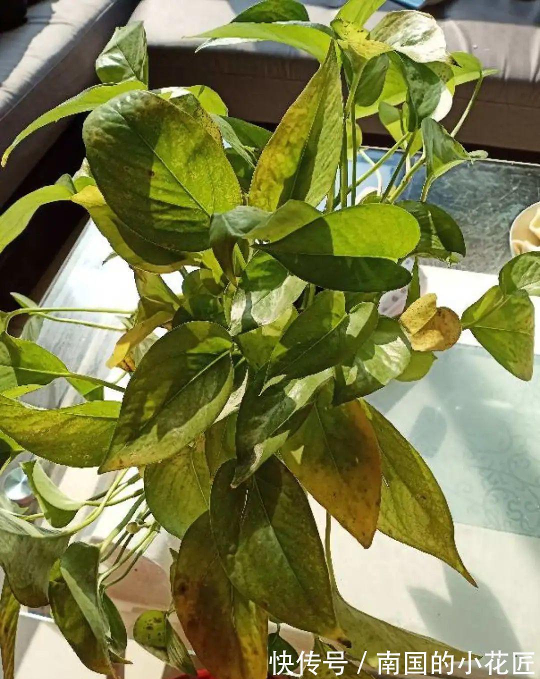 叶片|夏天怕晒的花，赶紧搬到阴凉地儿，再晒成枯杆了