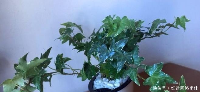 厕所|爱卫生的人,在厕所就养“3种”植物,不仅美观,还能杀菌吸臭!