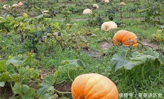 经常吃南瓜好处多,但医生却提醒有2类人一口都不能多吃