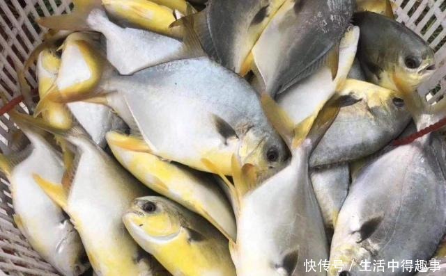 5种公认最好吃的海鱼,识货的抢着买,连老板都会给自己留一两条