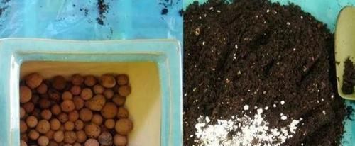 多菌灵|冬天养虎皮兰,盆土长毛咋办?趁早这么干,不然就救不活了