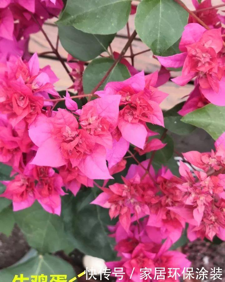 鸡蛋戳个洞,埋盆里1年不用施肥,三角梅疯狂开花