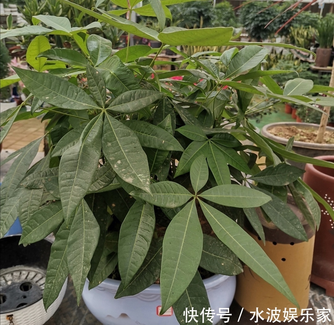 浇水|6种“招财树”，摆放在客厅漂亮大方，寓意美好