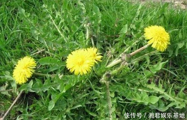 夏天|夏天多吃以下4种野菜,能清热解毒,消肿利尿,早知早受益