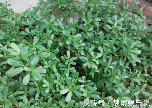 马齿苋|田间常见的“恶性杂草”,很招人烦,殊不知炖汤味更鲜,还大补