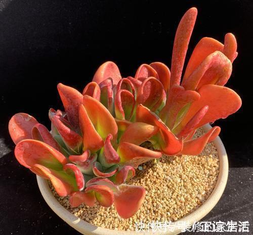 养护|4种高颜值多肉,在家养一盆,好像艺术品,花友:后悔没早点养!