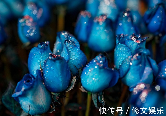 此花是花中新贵,妖媚动人,花语更让人流连忘返,送人首选的花卉