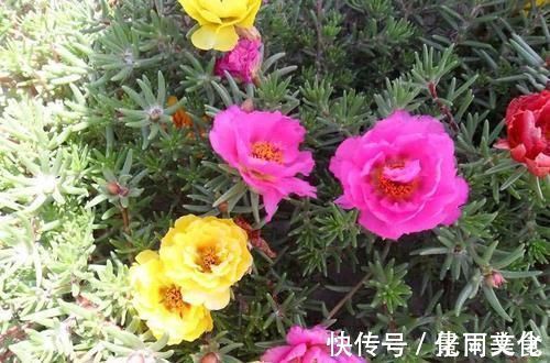 没人要的小东西,可是养花宝贝,捡一点掺盆里,全年不用施肥!