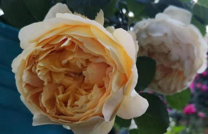 月季花后修剪常犯的4个错误,看看你中了几个