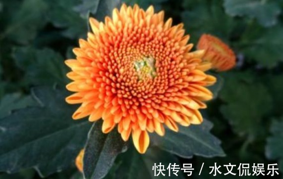 喜欢养菊,不如养一盆“橙乒乓菊”,艳丽活泼,花期长适合盆栽养