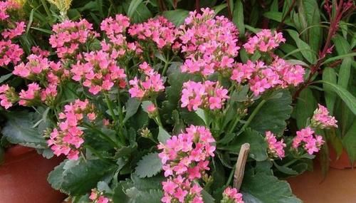 树典型：长寿花、仙客来、蟹爪兰，修剪的“对象”不一样