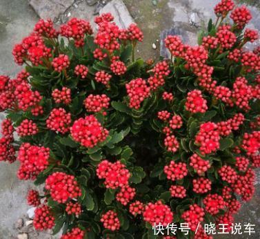 长寿花换盆,这样操作,开花多不烂根