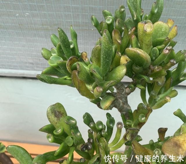 这花叫马蹄掌,也叫吸财树,寓意“招财进宝”,比多肉还好养!