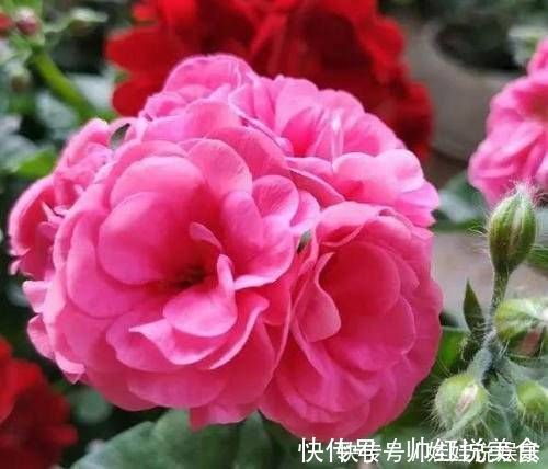 1种花,开花漂亮,花期长花量大,连叶子都有香味,值得拥有