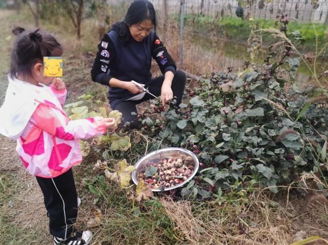 热议|女子晒出神秘野果引起热议！网友直呼没见过