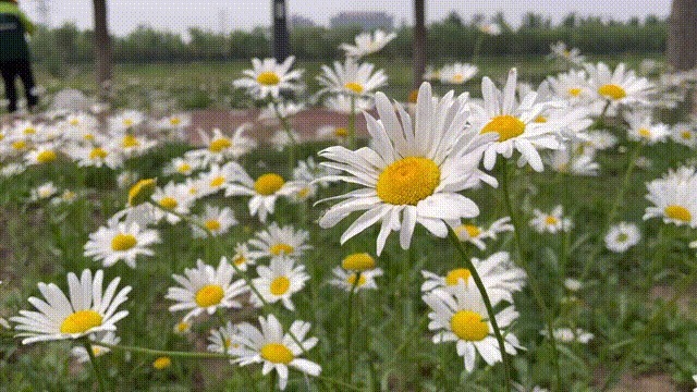 雏菊|北京亦庄超大规模雏菊花海正在盛花期，五颜六色，颜值爆表！