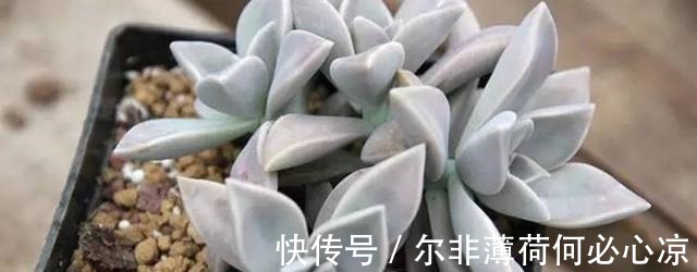 观音莲|适合养花新手的4种多肉植物, 很难养死且物美价廉