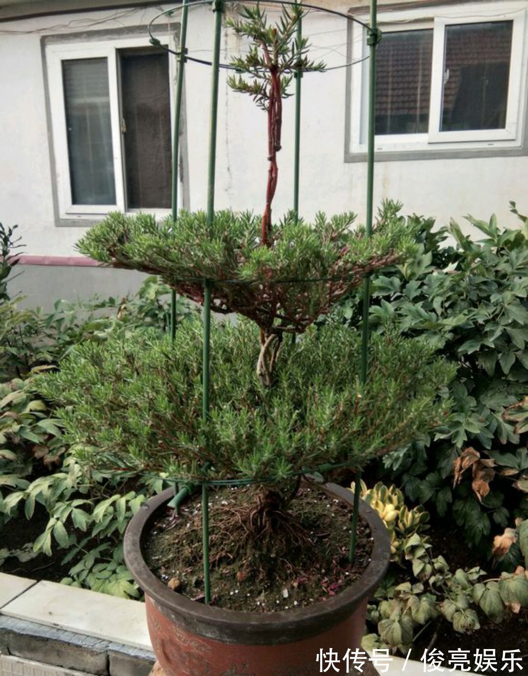 太阳花还是草花吗大神居然把太阳花养成了花树,开花爆盆成花塔