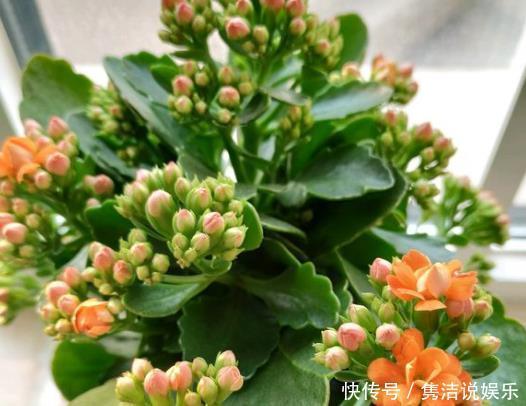 “1种液体”经常见,用来养花比啤酒水、黄豆水都好,养啥花都旺