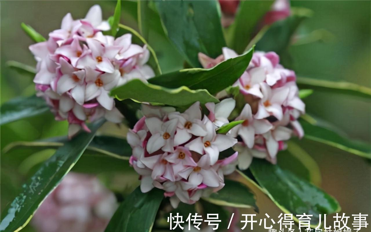 这八种花卉的香味堪比“香水”,阳台上栽一盆,花香就能飘满屋