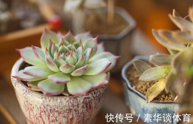 花友们|养多肉,花友们“别踩”这3误区,不然养一盆坏一盆
