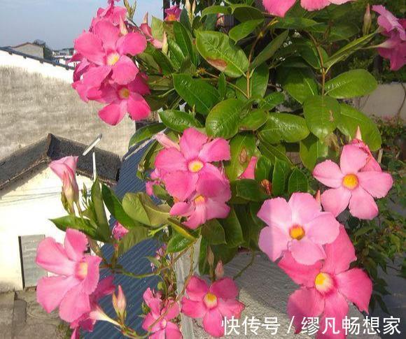 飘香藤总黄叶避开3个坑，植株长的旺，绿叶红花，开成瀑布