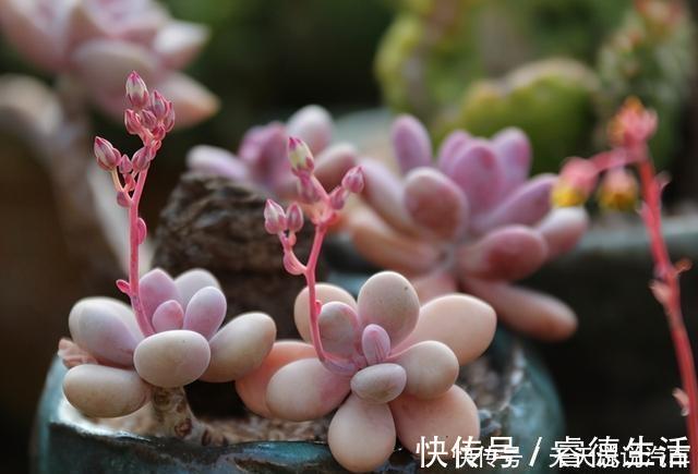 这些花就适合小盆养,耐旱,怕涝,浇越多死越快