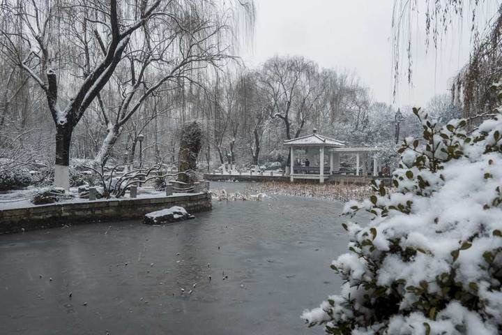 寒梅傲雪|瑞雪兆丰年