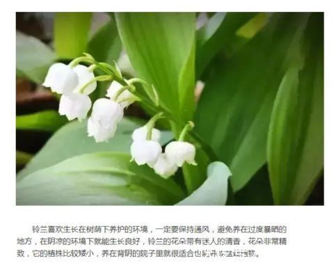 这些花朵精致的植物适合在秋季栽培，春天能开出灿烂的花朵！