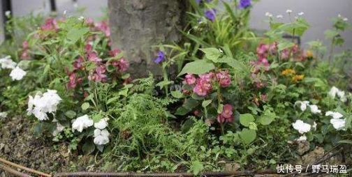 家里放过期的药片别随便扔3种药片用来养花很合适,可以尝试下