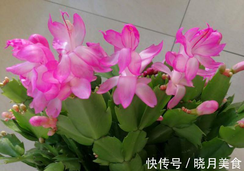 冬天蟹爪兰叶片发红，再不管就救不回来了