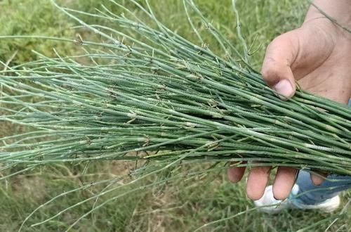 野草|这种野草,即使是在冬季,它也不会凋零,你见过吗?