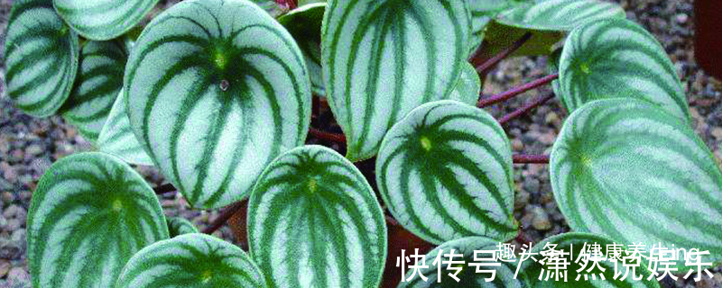 养花|喜欢养花,不如养盆钻石翡翠,青翠光润,沁人心脾